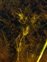 The Stonewort family, Characeae, Tolypella glomerata