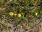 Green flowers, Tuberaria guttata