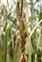 Inflorescence, Typha angustifolia