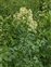Flower, Thalictrum flavum