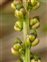 Green flowers, Triglochin maritima