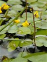Utricularia vulgaris