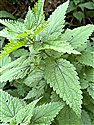 Stingless Nettle