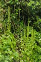 Umbilicus rupestris