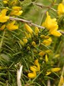 Ulex gallii