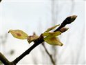 Ulmus glabra