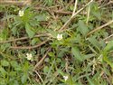 Viola arvensis