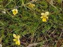 Viola lutea