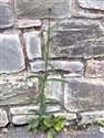 Argentinian Vervain