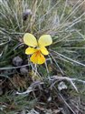 Mountain Pansy (guest image)