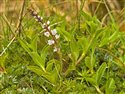 Veronica officinalis