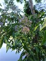 Vitex negundo