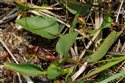 Viola lactea