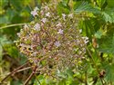 Common Valerian