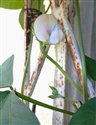 Vigna unguiculata