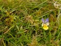 Viola lutea
