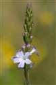 Verbena officinalis