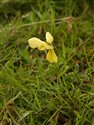 Viola lutea