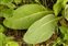 Leaf, Verbascum thapsus