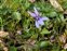 Plant, Viola reichenbachiana