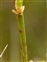 Stem, Vaccinium myrtillus