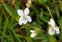 Plant, Viola lactea
