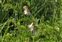 Plant, Vicia orobus