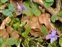 Plant, Viola reichenbachiana