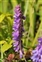 Inflorescence, Vicia cracca