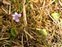 Habitat, Viola palustris