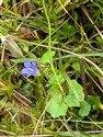 Ivy-leaved Bellflower (guest image)