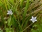 Pale blue flowers, Wahlenbergia hederacea