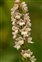 The Orchid family, Orchidaceae, X Pseudadenia schweinfurthii