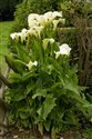 Zantedeschia aethiopica