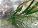 Zostera marina