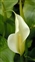 The Lords-and-Ladies family, Araceae, Zantedeschia sp.
