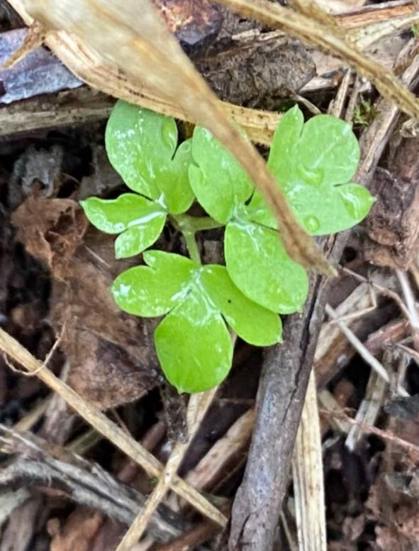Adoxa