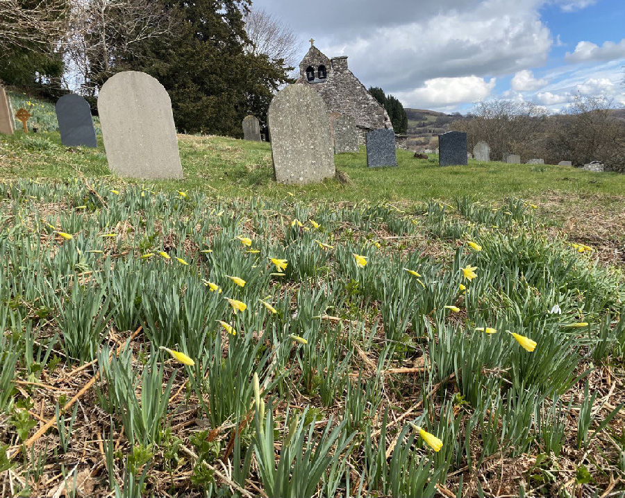 Wild Daffodils